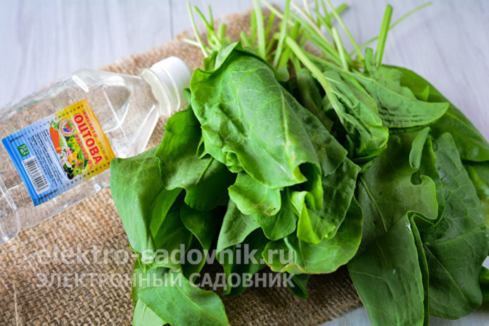щавель для заготовки